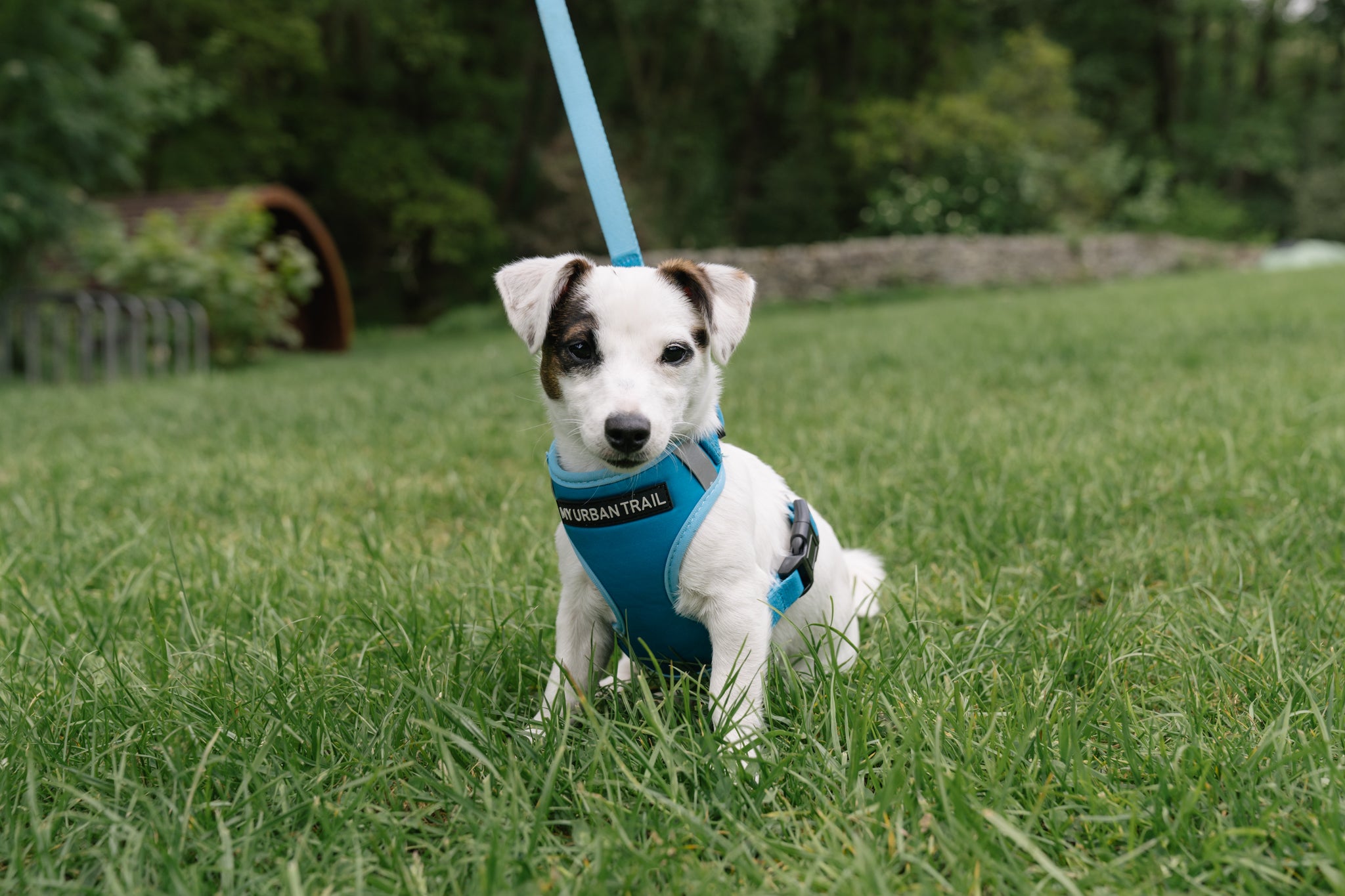 WILD THING Teal Adjustable Dog Harness - Main Image