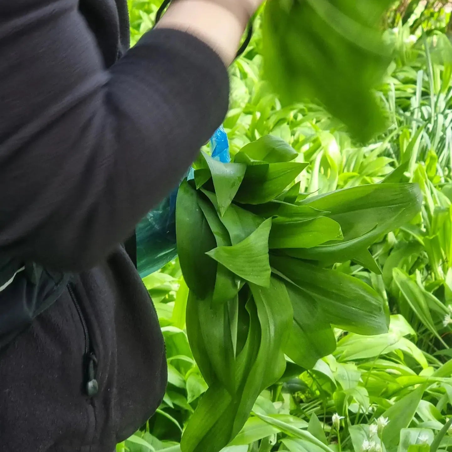 A Delicious Adventure: Wild Garlic Foraging My Urban Trail