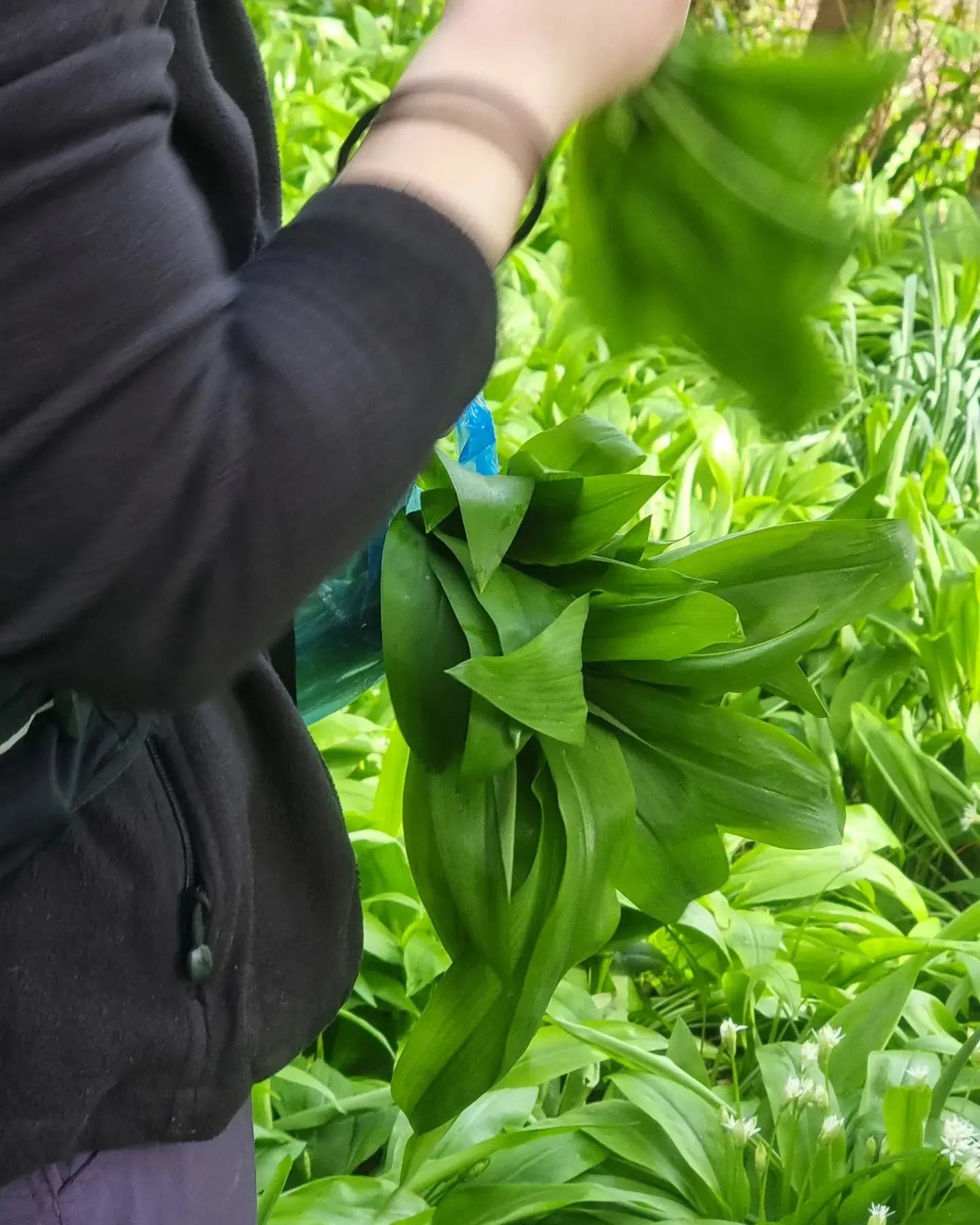 A Delicious Adventure: Wild Garlic Foraging My Urban Trail