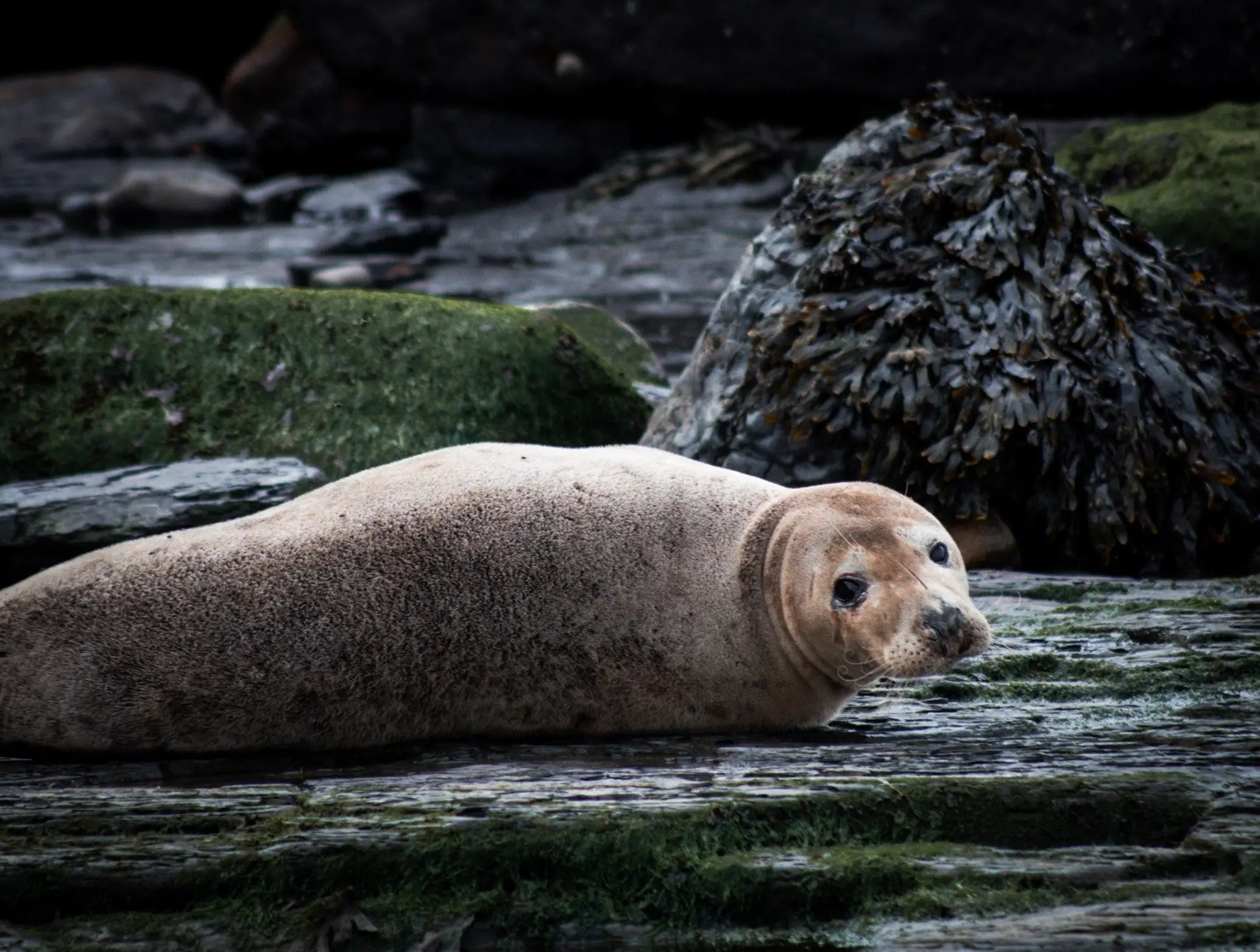 The Ravenscar Seal Colony My Urban Trail