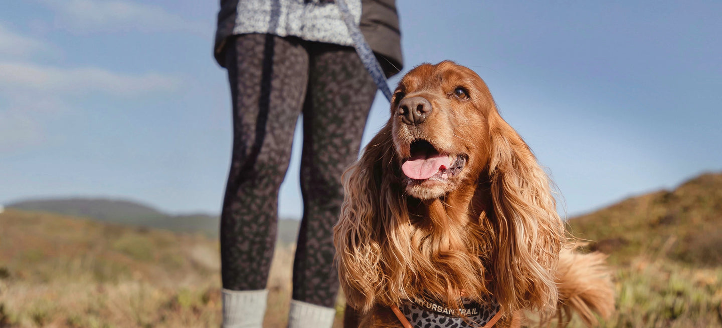 Dog Accessories