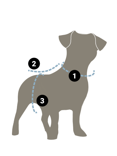 How to measure your dog for a harness