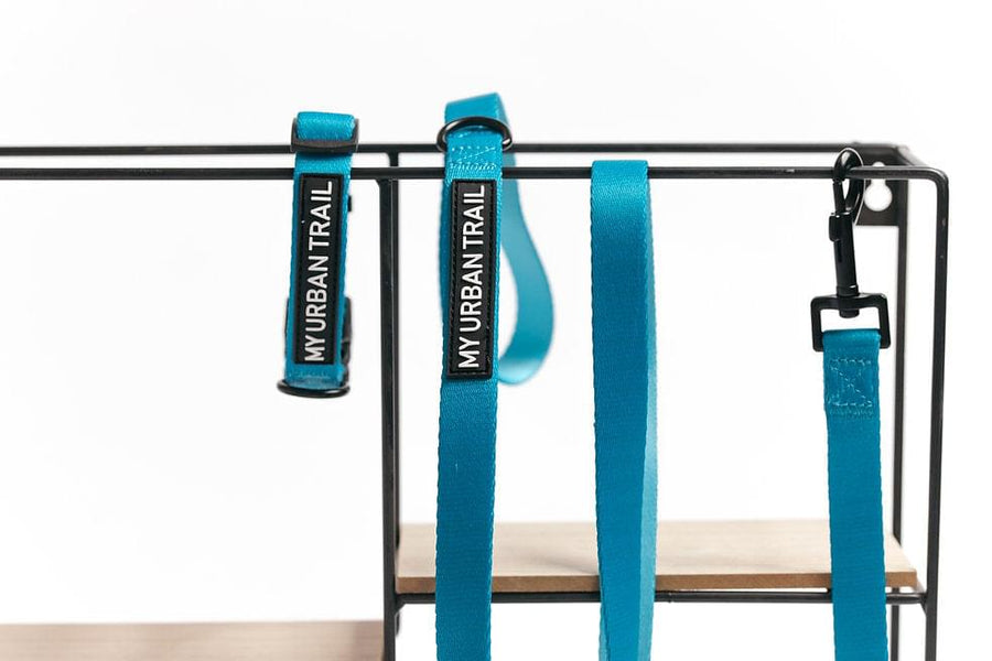 WILD THING Teal Safety Clasp Collar