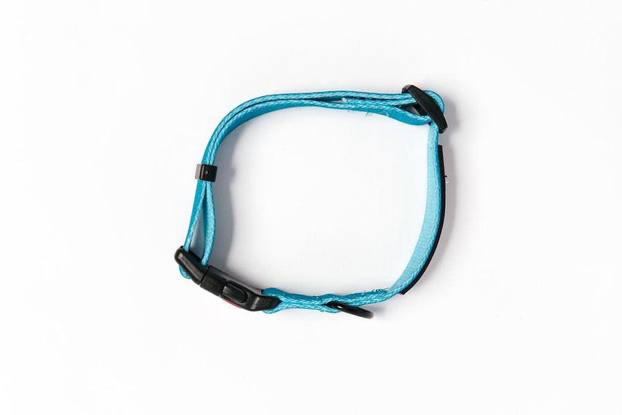 WILD THING Teal Safety Clasp Collar
