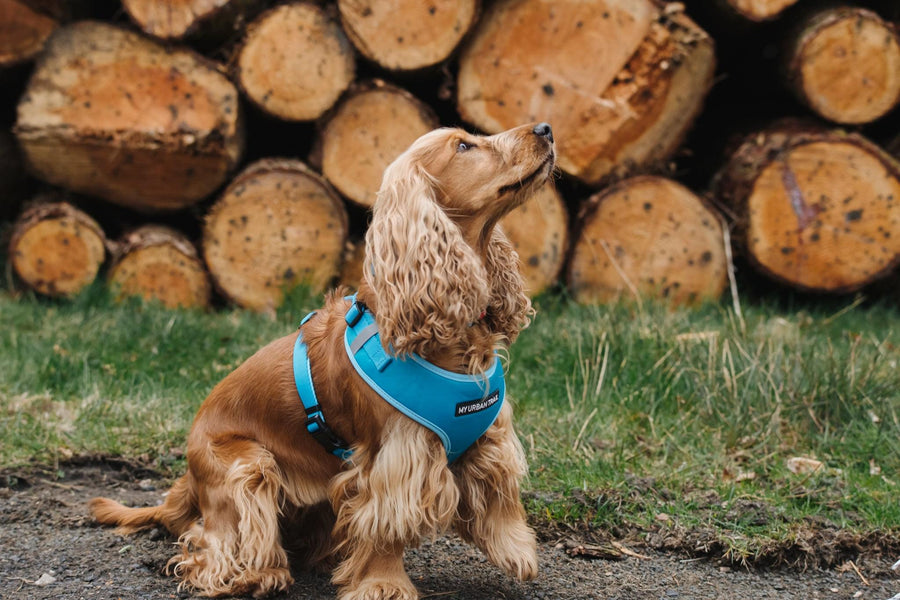 WILD THING Teal Adjustable Dog Harness